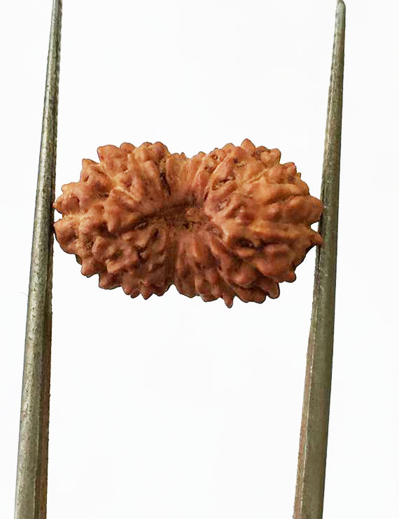 15 Mukhi Indonesian Rudraksha Size- 15 mm